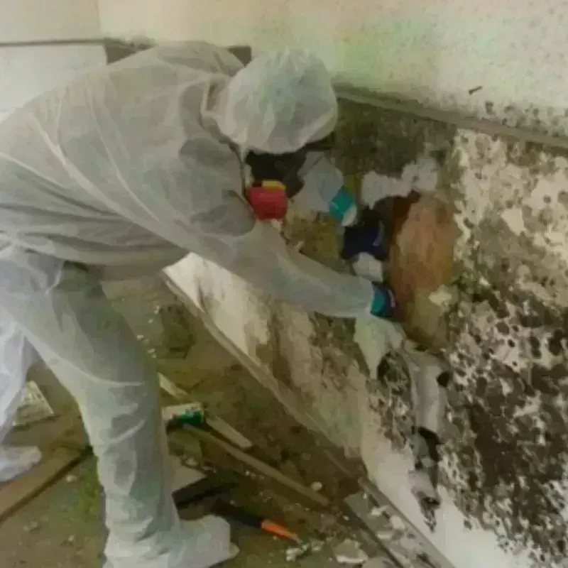 Mold Remediation and Removal in Havana, FL